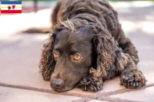 Read more about the article Criadores de American Water Spaniel e cachorros em Mecklenburg-Vorpommern