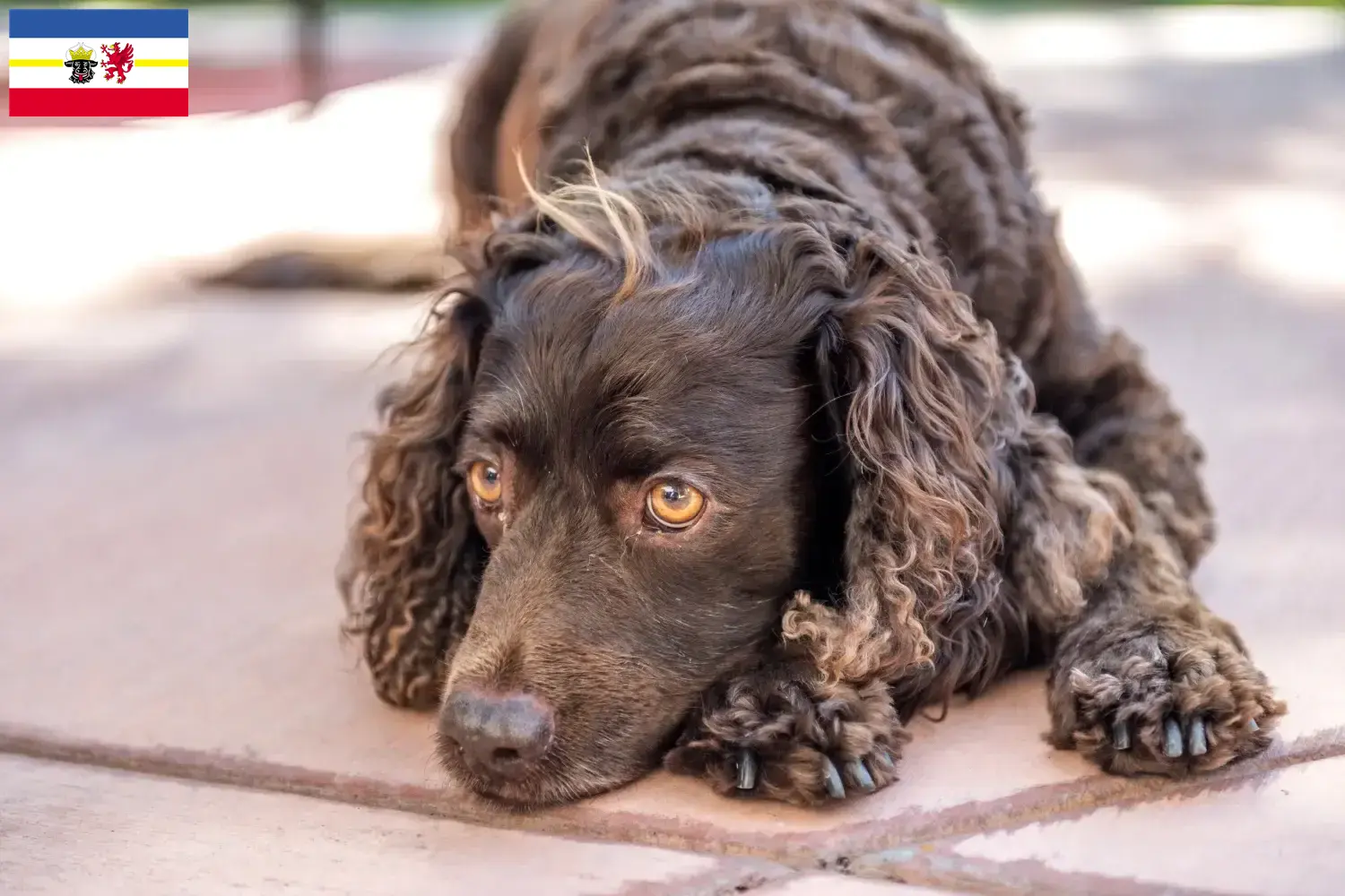 Read more about the article Criadores de American Water Spaniel e cachorros em Mecklenburg-Vorpommern