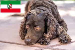 Read more about the article Criadores de American Water Spaniel e cachorros na Renânia do Norte-Vestefália