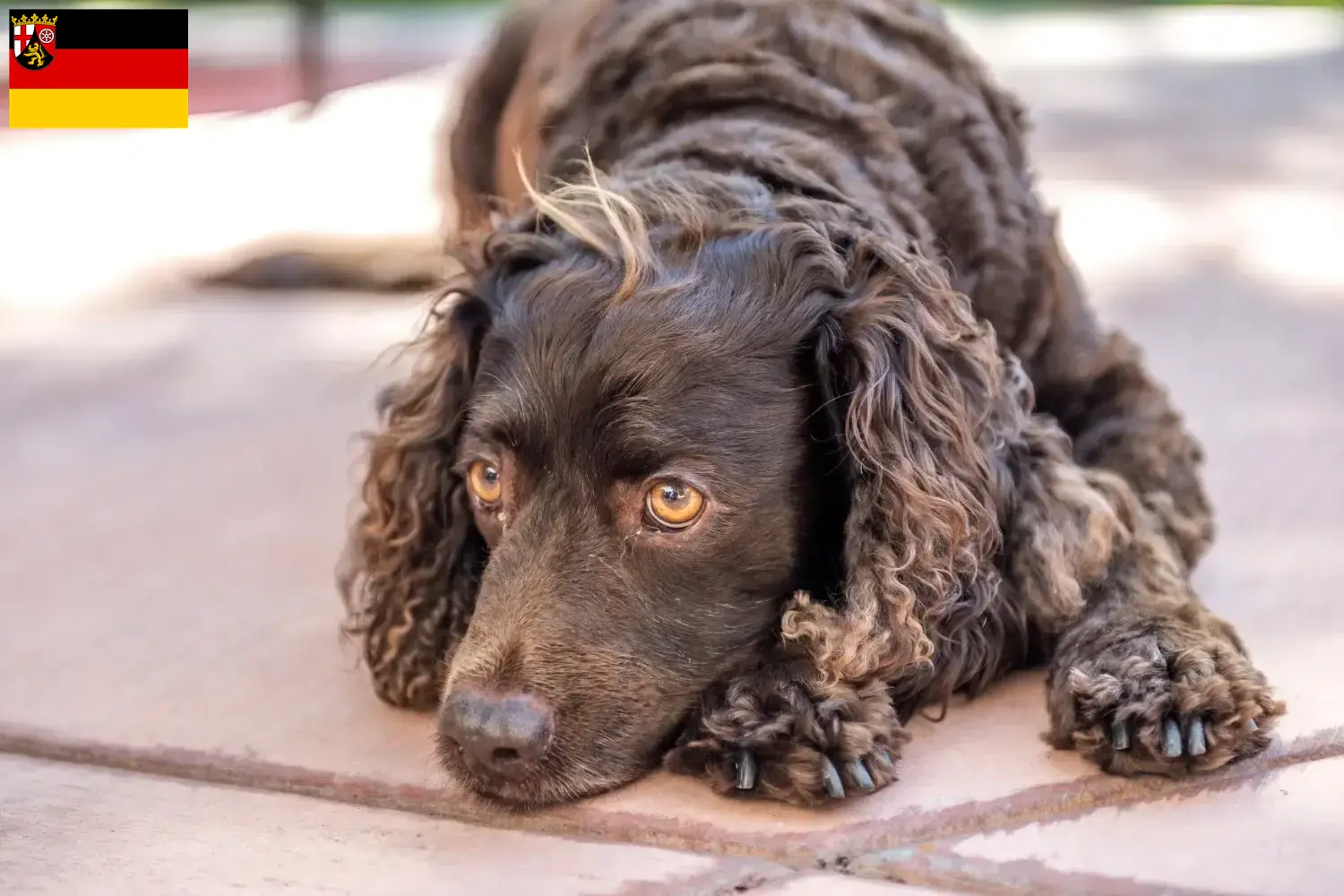 Read more about the article Criadores de American Water Spaniel e cachorros em Renânia-Palatinado