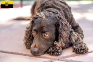 Read more about the article Criadores de American Water Spaniel e cachorros em Saxónia-Anhalt