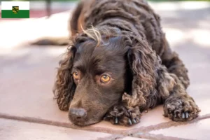 Read more about the article Criadores de American Water Spaniel e cachorros em Saxónia