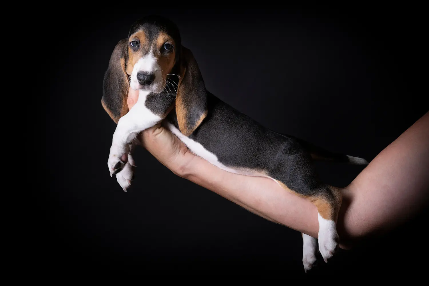 Comprar um cachorro Basset Artésien Normand significa assumir a responsabilidade! Comprar cachorros Basset Artésien Normand.