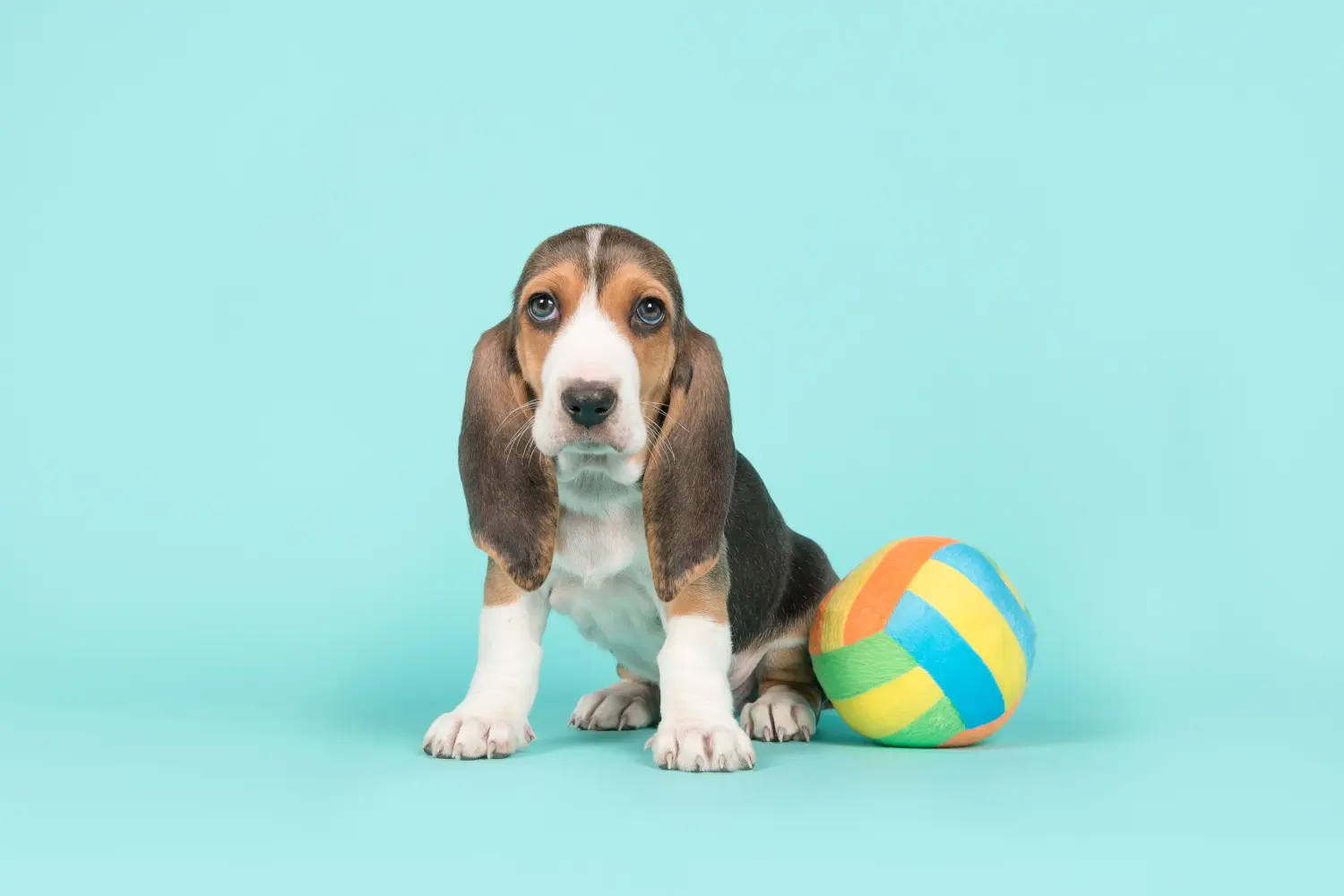 Comprar um cachorro Basset Artésien Normand significa assumir a responsabilidade! Comprar cachorros Basset Artésien Normand.
