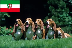 Read more about the article Criadores de Basset Artésien Normand e cachorros na Renânia do Norte-Vestefália