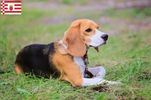 Read more about the article Criadores de Beagle Harrier e cachorros em Bremen
