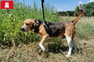 Read more about the article Criadores de Beagle Harrier e cachorros em Hamburgo