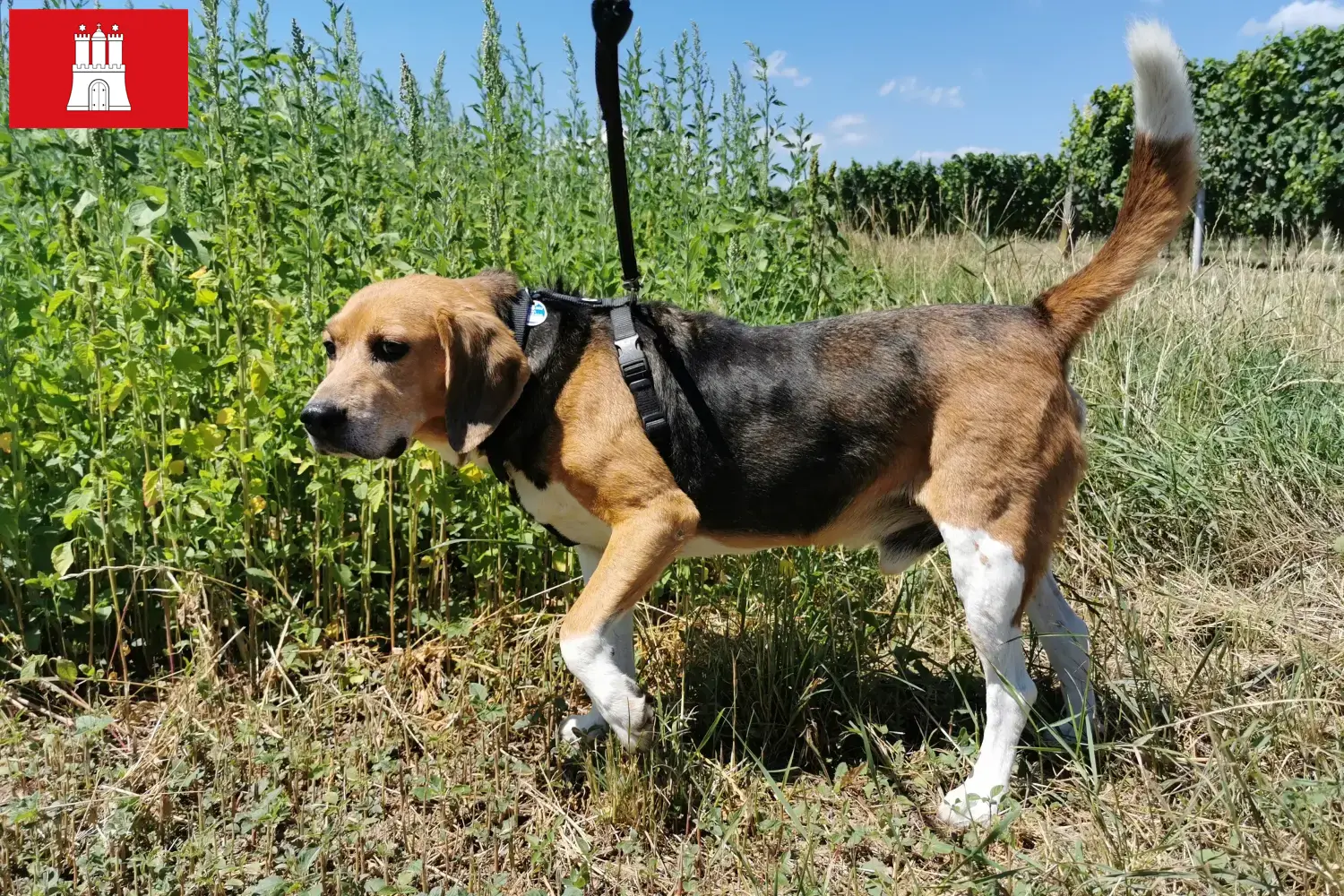 Beagle Harrier cachorros e criadores Hamburgo Encontre aqui criadores de Beagle Harrier em Hamburgo.