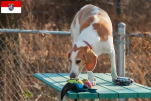 Read more about the article Criadores de Beagle Harrier e cachorros em Hessen