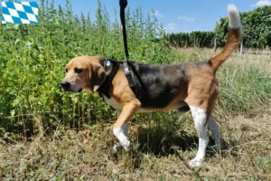 Read more about the article Criadores de Beagle Harrier e cachorros na Baviera