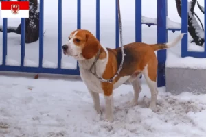 Read more about the article Criadores de Beagle Harrier e cachorros em Brandenburg