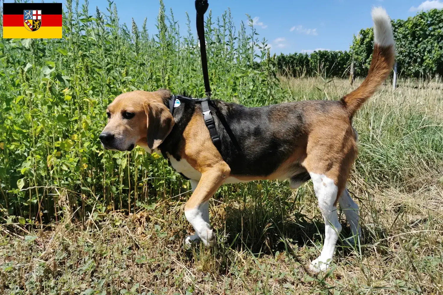 Read more about the article Criadores de Beagle Harrier e cachorros em Saarland