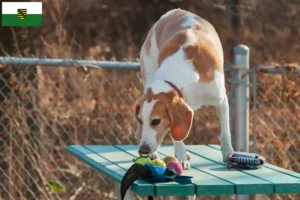 Read more about the article Criadores de Beagle Harrier e cachorros em Saxónia