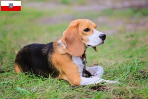 Read more about the article Criadores de Beagle Harrier e cachorros em Thuringia