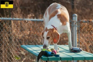 Read more about the article Criadores de Beagle Harrier e cachorros em Baden-Württemberg