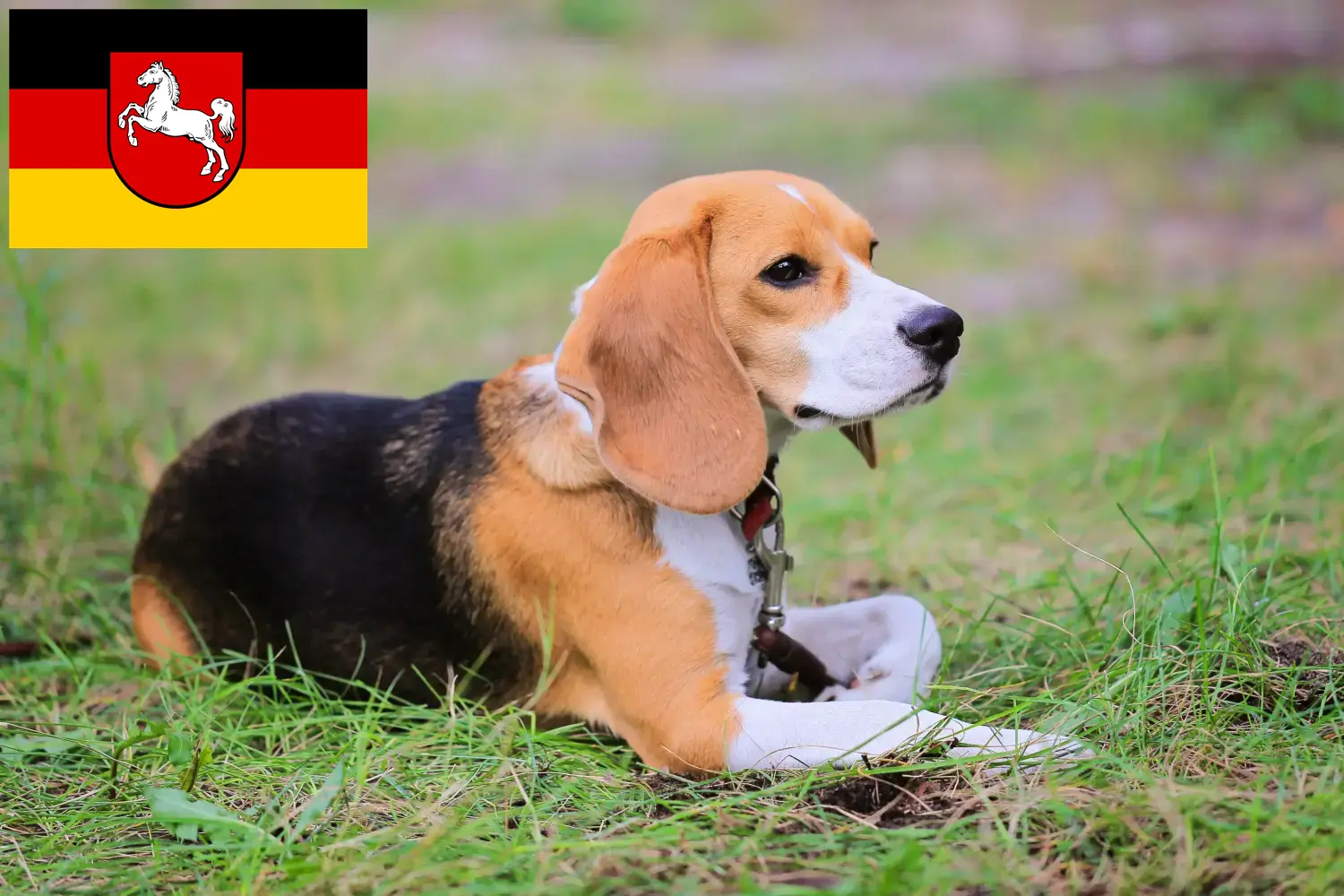 Read more about the article Criadores de Beagle Harrier e cachorros na Baixa Saxónia