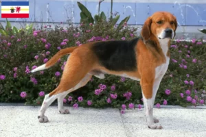 Read more about the article Criadores de Beagle Harrier e cachorros em Mecklenburg-Vorpommern