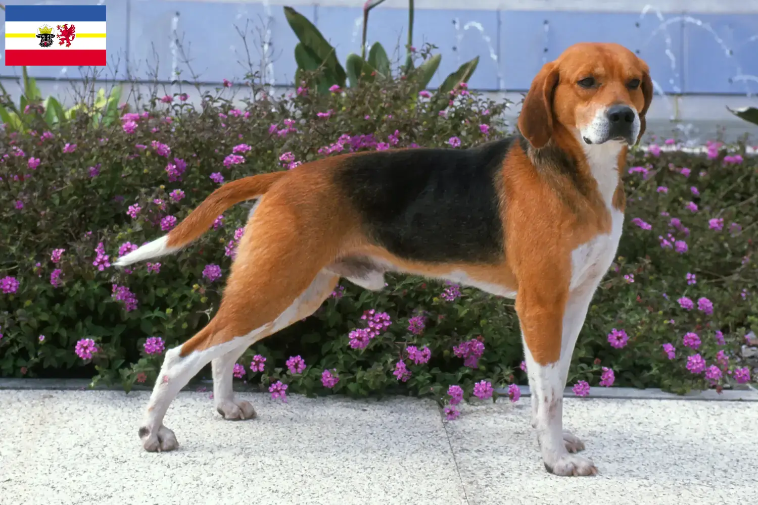 Beagle Harrier cachorros e criadores Mecklenburg-Vorpommern Encontrar criadores de Beagle Harrier em Mecklenburg-Vorpommern.