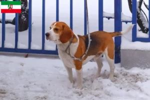 Read more about the article Criadores de Beagle Harrier e cachorros na Renânia do Norte-Vestefália