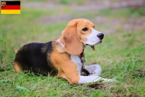 Read more about the article Criadores de Beagle Harrier e cachorros em Renânia-Palatinado