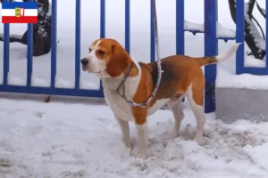 Read more about the article Criadores de Beagle Harrier e cachorros em Schleswig-Holstein