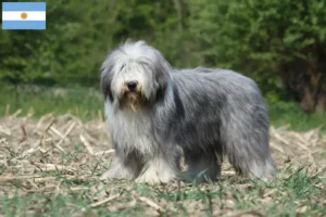 Read more about the article Criadores de Bearded Collie e cachorros na Argentina