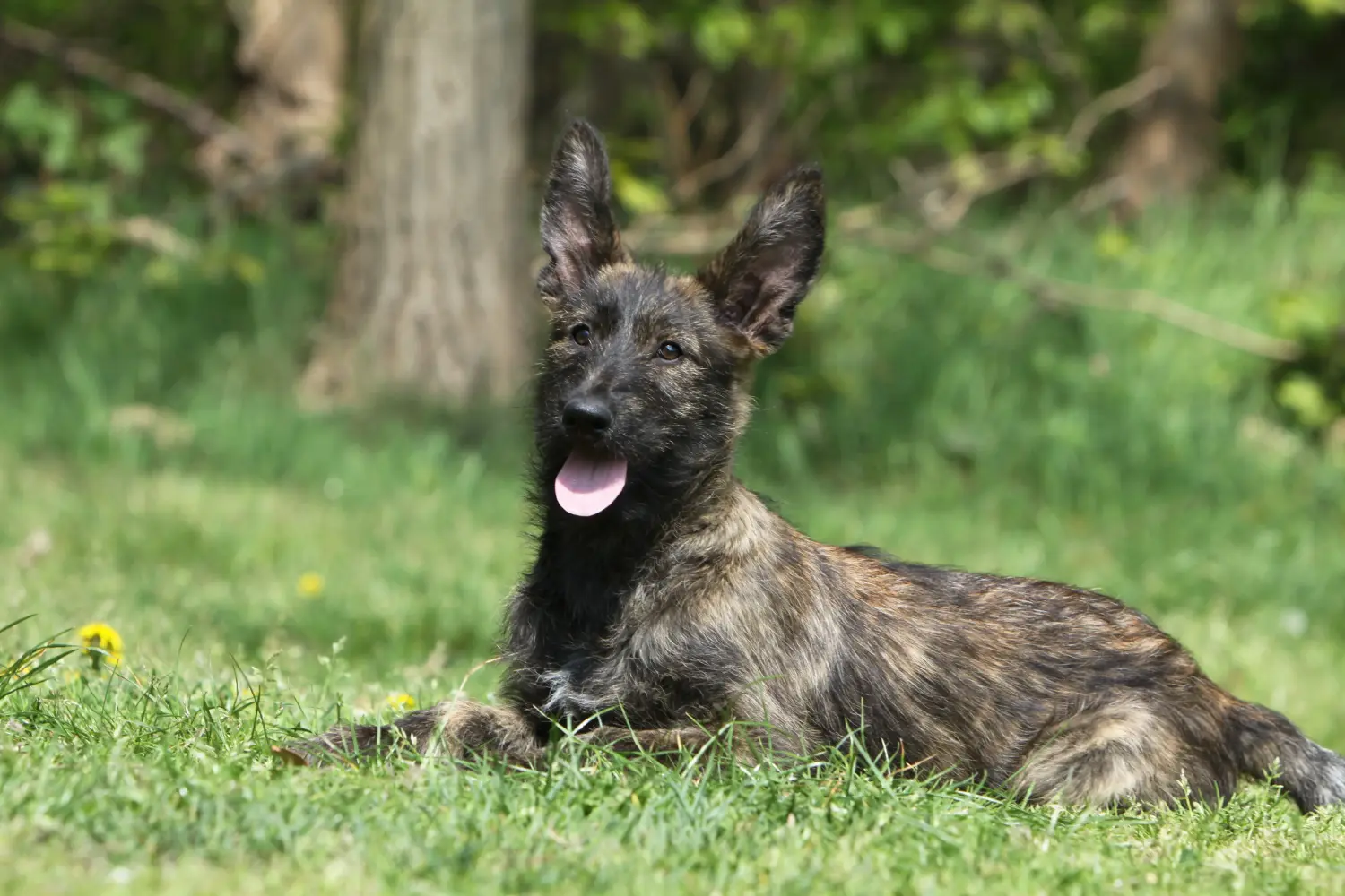 Comprar um cachorro Berger de Picardie significa assumir a responsabilidade! Comprar cachorros Berger de Picardie.