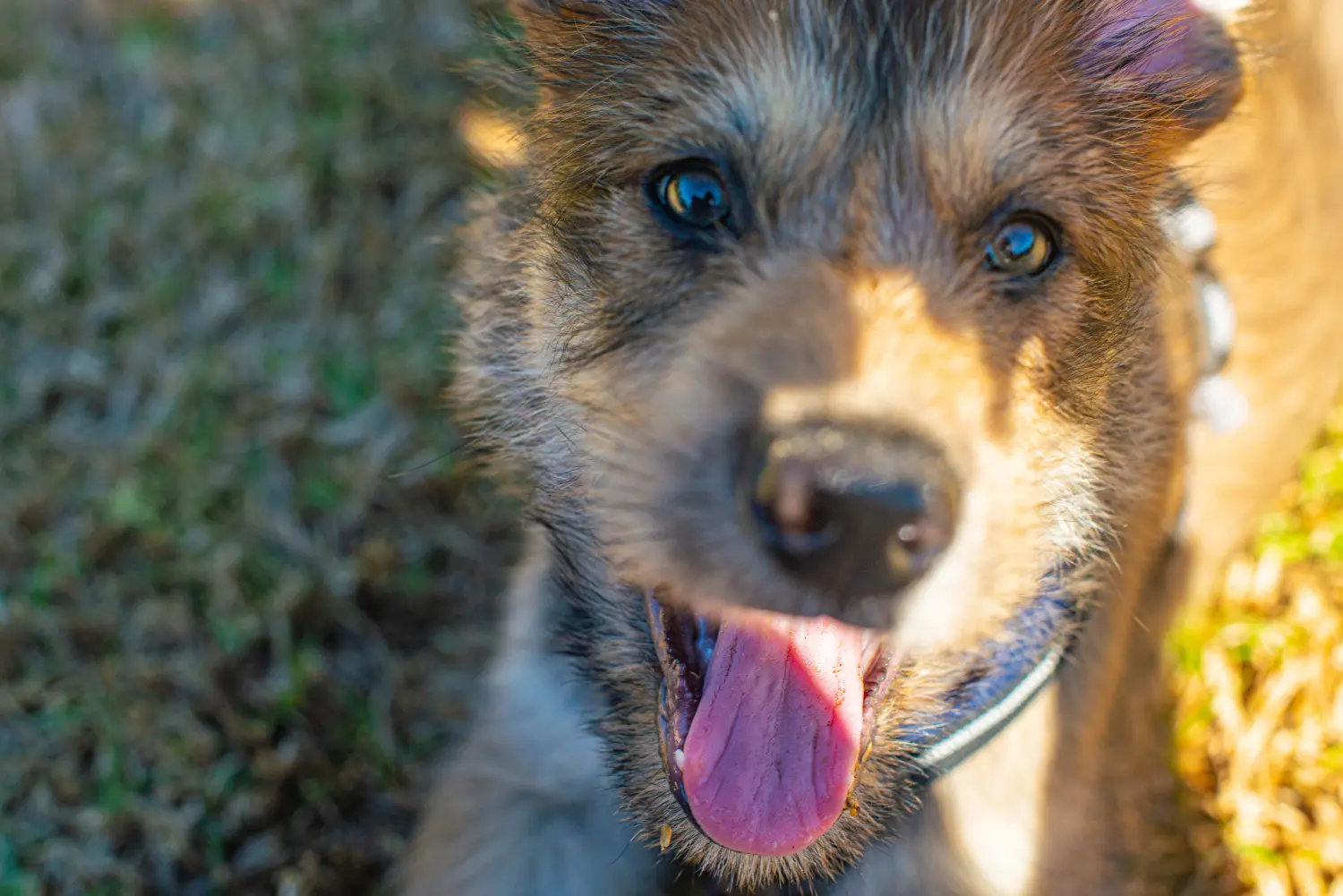 Comprar um cachorro Berger de Picardie significa assumir a responsabilidade! Comprar cachorros Berger de Picardie.