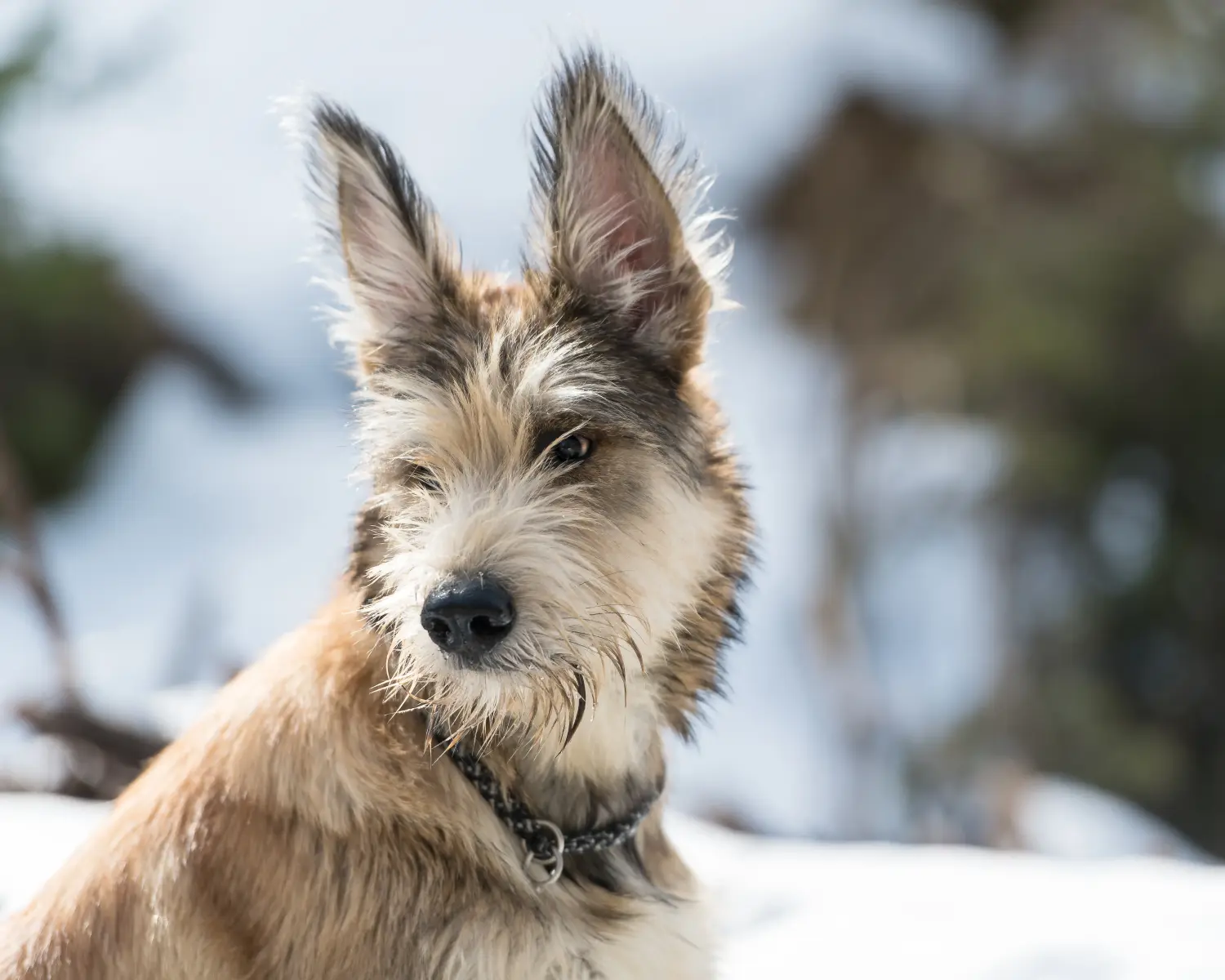 Comprar um cachorro Berger de Picardie significa assumir a responsabilidade! Comprar cachorros Berger de Picardie.