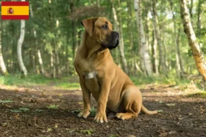 Read more about the article Criadores de Boerboel e cachorros em Espanha