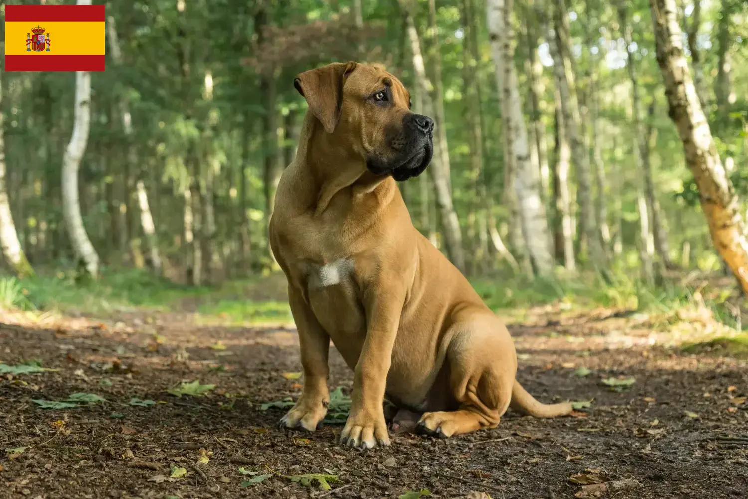 Read more about the article Criadores de Boerboel e cachorros em Espanha