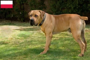 Read more about the article Criadores de Boerboel e cachorros na Polónia
