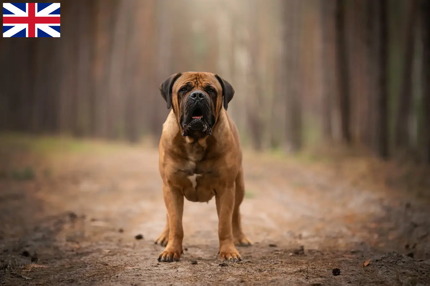Read more about the article Criadores de Boerboel e cachorros na Grã-Bretanha