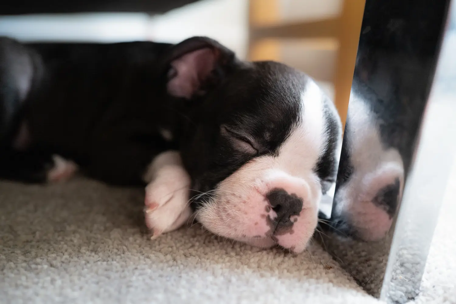 Comprar um cachorro Boston Terrier significa assumir responsabilidades! Comprar cachorros Boston Terrier.