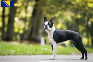 Read more about the article Criadores de Boston Terrier e cachorros na Bósnia e Herzegovina