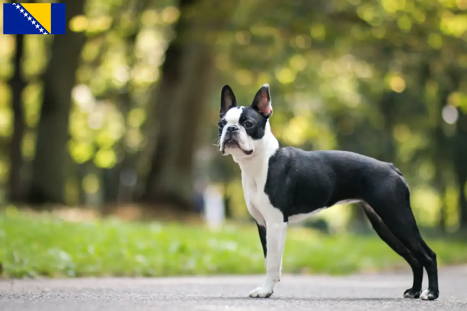 Boston Terrier cachorros e criadores Bósnia e Herzegovina Encontrar criadores de Boston Terrier na Bósnia e Herzegovina.