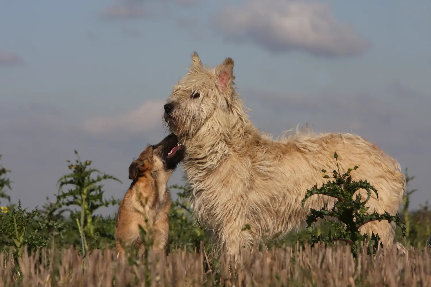 Comprar um cachorro Bouvier des Ardennes significa assumir responsabilidades! Comprar cachorros Bouvier des Ardennes.