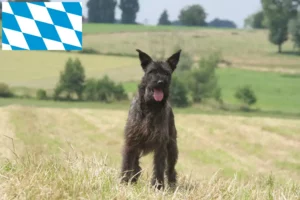 Read more about the article Criadores de Bouvier des Ardennes e cachorros na Baviera