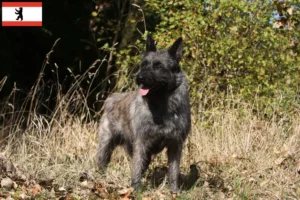 Read more about the article Criadores de Bouvier des Ardennes e cachorros em Berlim