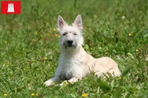 Read more about the article Criadores de Bouvier des Ardennes e cachorros em Hamburgo