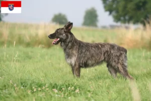Read more about the article Criadores de Bouvier des Ardennes e cachorros em Hessen