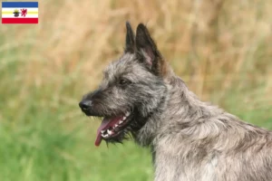 Read more about the article Criadores de Bouvier des Ardennes e cachorros em Mecklenburg-Vorpommern