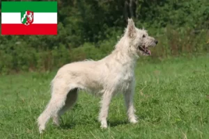 Read more about the article Criadores de Bouvier des Ardennes e cachorros na Renânia do Norte-Vestefália