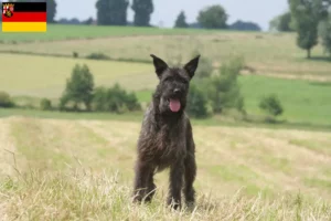 Read more about the article Criadores de Bouvier des Ardennes e cachorros na Renânia-Palatinado