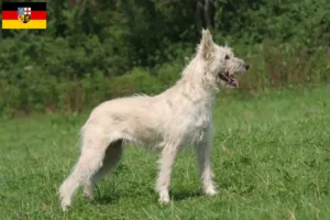 Read more about the article Criadores de Bouvier des Ardennes e cachorros em Sarre