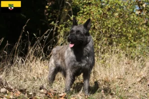 Read more about the article Criadores de Bouvier des Ardennes e cachorros em Saxónia-Anhalt