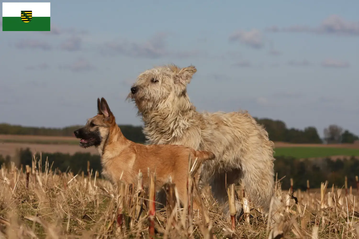 Read more about the article Criadores de Bouvier des Ardennes e cachorros na Saxónia