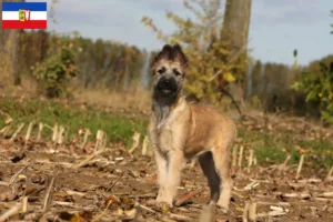 Read more about the article Criadores de Bouvier des Ardennes e cachorros em Schleswig-Holstein