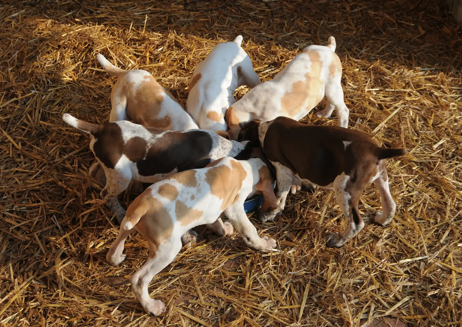 Comprar um cachorro Bracco Italiano significa assumir a responsabilidade! Comprar cachorros Bracco Italiano.