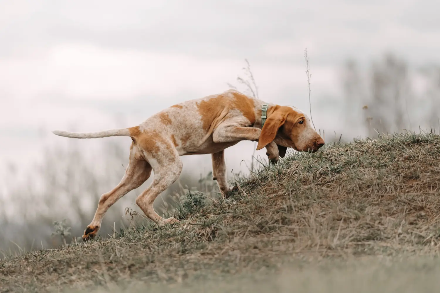 Comprar um cachorro Bracco Italiano significa assumir a responsabilidade! Comprar cachorros Bracco Italiano.